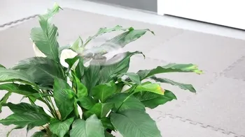 O nouă dronă pare aproape invizibilă în zbor. Cercetătorii au folosit AI și un efect al vederii umane pentru a o crea
