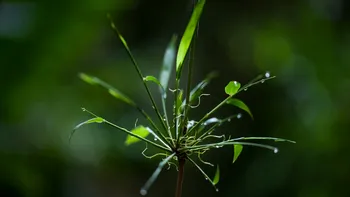 Când va muri ultima plantă de pe Pământ? Oamenii de știință au calculat momentul în care planeta nu va mai putea susține vegetația