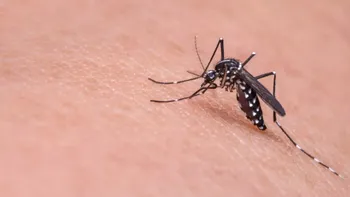 Cinci decese și 83 de cazuri de West Nile în România. Bucureștiul are cele mai multe îmbolnăviri