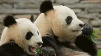 August explodează pe National Geographic: lei, panda, avioane legendare și povești nevăzute de la 11 septembrie