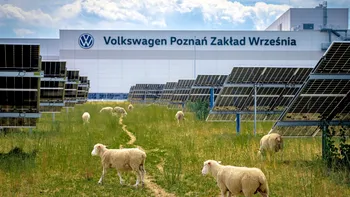 Volkswagen a „angajat” 100 de oi la fabrica sa: soluția surprinzătoare pentru 31.000 de panouri solare