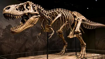 Un schelet de Tyrannosaurus rex a fost vândut cu o sumă record. „Gus” a rescris istoria licitațiilor din lume