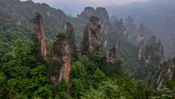 China a plantat 66 de miliarde de copaci. Noul studiu arată un efect pe care cercetătorii nu îl anticipau pe deplin