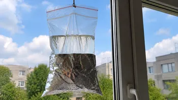 Ai văzut pungi cu apă atârnate la ferestre? Motivul pentru care sunt învelite în folie de aluminiu