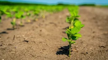 Canicula îți distruge plantele din grădină? Ce recomandă specialiștii ca să își revină