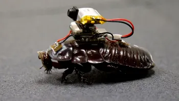 Gândacii-cyborg care pot salva oameni de sub dărâmături. Sunt echipați cu camere și seringi minuscule