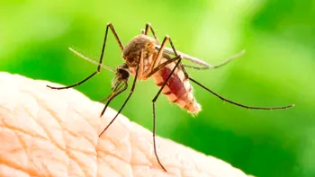 Virusul West Nile se răspândește în Grecia. Cât de mare este riscul pentru cei aflați în vacanță. Ce recomandă autoritățile turiștilor