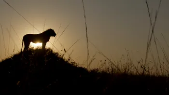 Patru ani de filmări pentru povestea unui singur leu. Kio vrea să devină rege în noul documentar National Geographic
