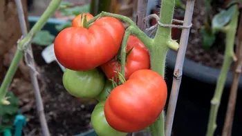 Cât timp mai produc roșiile fructe. 5 semne că planta nu mai merită păstrată