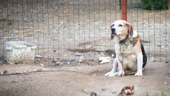 Animalele vecinului îți distrug grădina? Cine plătește pagubele și cum îți recuperezi banii în 2026