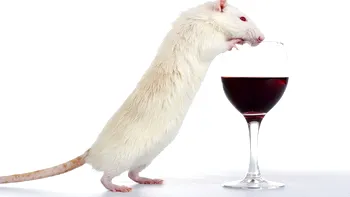 Singurătatea a făcut șoarecii masculi să bea mai mult alcool. Schimbarea descoperită în creier