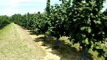 Fructul care i-a adus succes unui fermier român. Aproape toată recolta pleacă în Italia