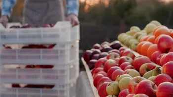 Fructul pe care România îl produce din abundență, dar îl aduce în continuare din import. Prețul a coborât la 3,5 lei/kg