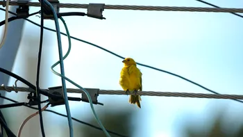 De ce nu se electrocutează păsările când stau pe firele electrice. Explicația este una de fizică