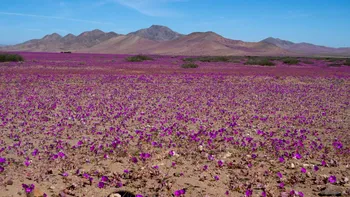 Deșertul Atacama s-a transformat într-o mare de flori. Fenomenul spectaculos care a adus viață într-unul dintre cele mai uscate locuri de pe Pământ