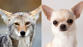 Chihuahua ascunde o surpriză în ADN: oamenii de știință au găsit urme genetice de coiot în cea mai mică rasă de câini