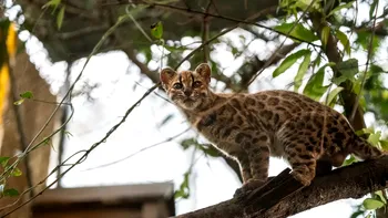 O nouă specie de pisică a fost descoperită după mai bine de 100 de ani. Este mai mică decât o pisică domestică și trăiește în Bolivia