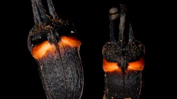 „Floarea diavolului” care trăiește fără lumina Soarelui. Planta bizară descoperită de oamenii de știință în Thailanda