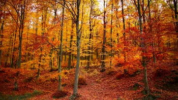 Sunetele din pădure care îi pot speria pe turiști. Salvamont explică ce se întâmplă în această perioadă și cum trebuie să reacționezi dacă le auzi