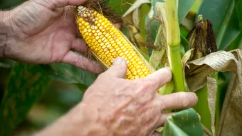 Cât primește un agricultor român dacă seceta îi distruge porumbul. Diferențele față de Franța și Germania