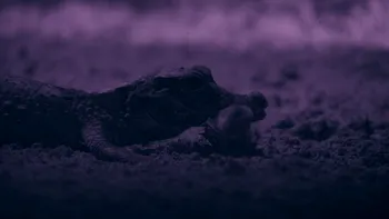 Cei mai mici crocodili din lume, filmați pentru prima dată vânând lilieci într-o peșteră din Gabon VIDEO