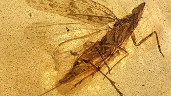 Insecta de 99 de milioane de ani botezată după aspiratorul din „Teletubbies”. Avea o „trompă” aproape de două ori mai lungă decât corpul