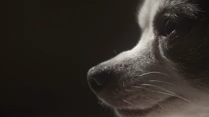 Modding de Canon 5D Mark II cu scule vechi de 93 de ani