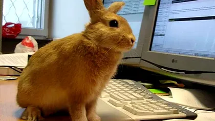 Internautii cauta pornografie online. Dar... cata?