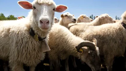 Un nou gadget ar putea salva oile de lupi