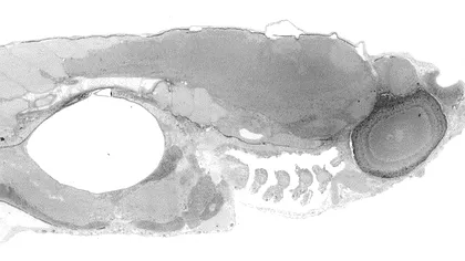 Embrionii de peste imortalizati cu imagini de 281 gigapixeli