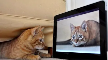 iPad + Pisici = Magie