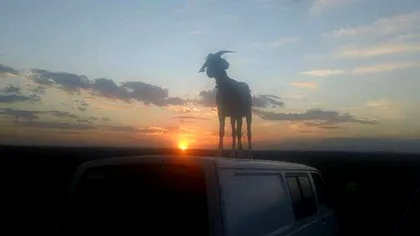 Faceți cunoștință cu Gary, capra ce poartă o cameră GoPro