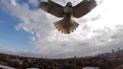 O dronă este atacată de un șoim care își apără teritoriul [VIDEO]