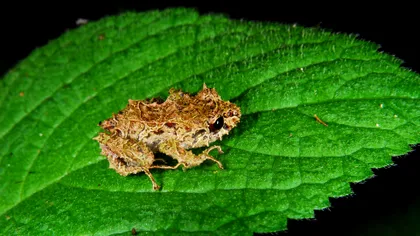 Scenariu demn de X-Men: broscuța care  își poate schimba forma