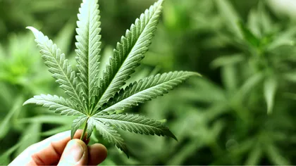 Ce este și cum funcționează, de fapt, canabisul medicinal