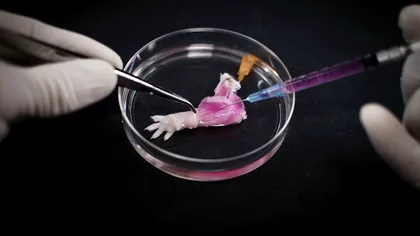 Brațul crescut în laborator le dă speranțe oamenilor cu membre amputate [VIDEO]