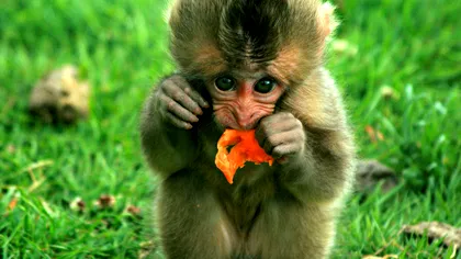 Alcoolismul, o boală preluată de la maimuțe [VIDEO]