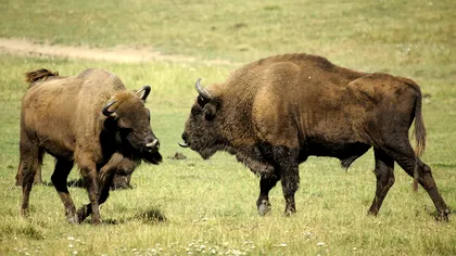 Selfie-ul cu un bizon e o idee proastă, dar cineva tot l-a făcut