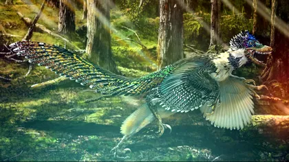 Fosilele găsite în China demonstrează că dinozaurii cu pene au existat