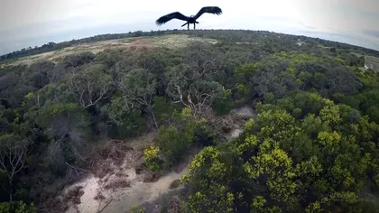 O dronă versus un vultur - ghici cine câştigă? [VIDEO]