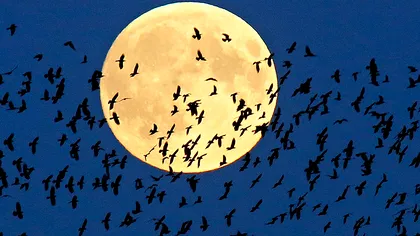Eclipsa de Super Lună: cele mai impresionante imagini