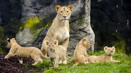 O ”grădină zoo înghețată” ar putea salva speciile pe cale de dispariție