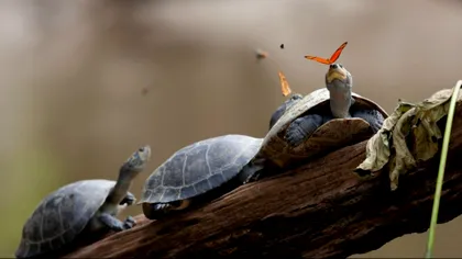 Aceste cadre îți arată că nu îți trebuie Photoshop pentru poze impresionante