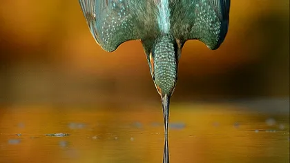 Unui fotograf i-au trebuit șase ani și 750.000 de fotografii irosite pentru această poză