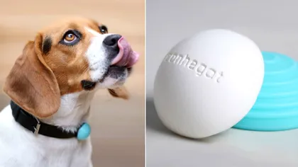 Primul ”fitness tracker” pentru animale, Canhe-Fit, va fi dezvăluit la CES 2016