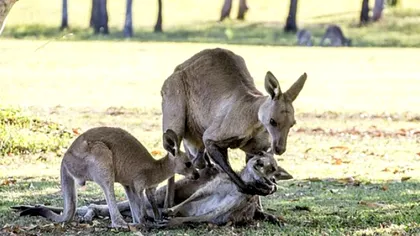Imaginea emoționantă a cangurului 