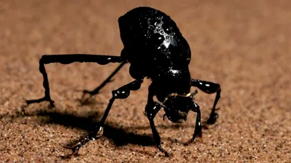 Această insectă inspiră tehnologia viitoarelor avioane