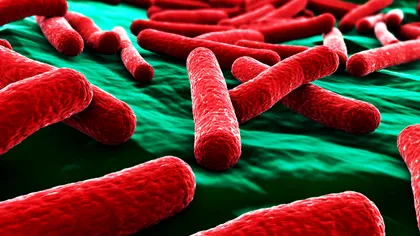 Ce este bacteria E.coli și cum ne putem feri de ea