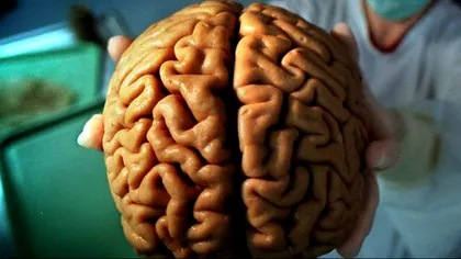 Știință și viață veșnică: proiectul care vrea să conserve un creier uman timp de 100 de ani