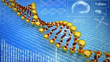 Tinerețe și bătrânețe: care sunt genele care influențează durata de viață